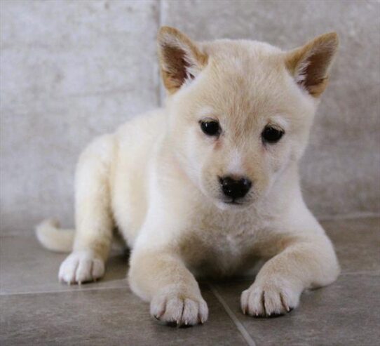 [#25585-01] Cream F Shiba Inu Puppies for Sale