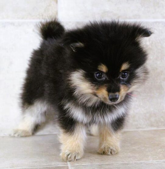 [#25582-05] Black / Tan F Pomeranian Puppies for Sale