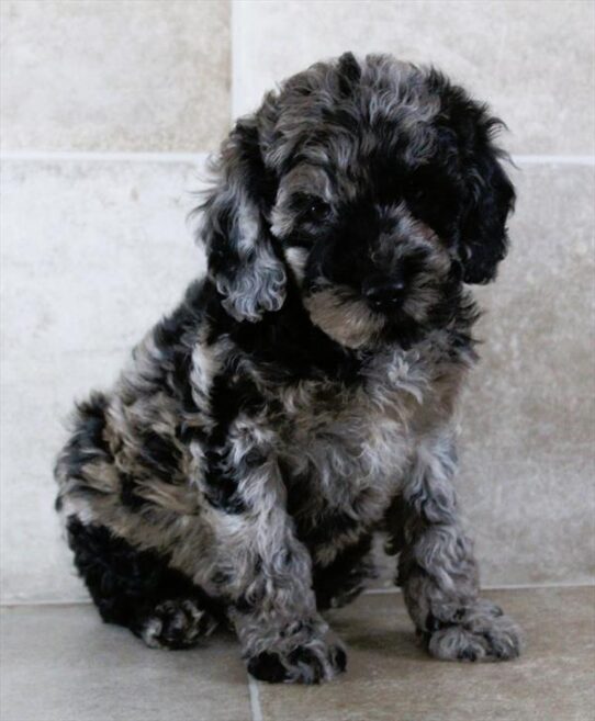 [#25580-06] Blue Merle M Cock A Poo 2nd Gen Puppies for Sale