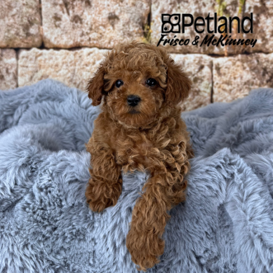 [#25169-03] Red M Poodle Mini Puppies for Sale