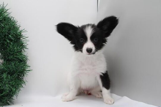 [#253287-03] Black / White F Papillon Puppies for Sale