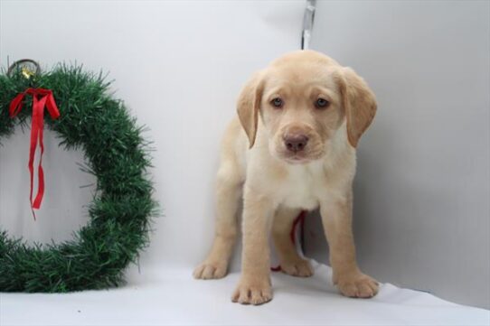 [#253185-04] Yellow M Labrador Retriever Puppies for Sale