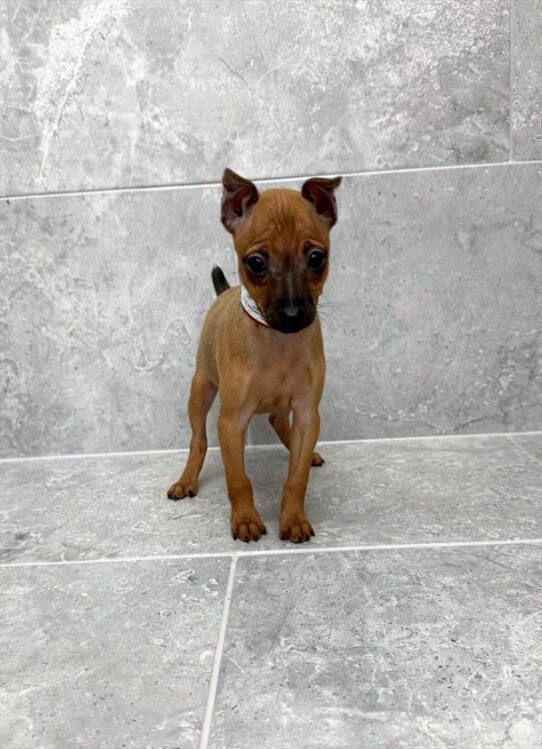 [#25553-01] Red F Miniature Pinscher Puppies for Sale