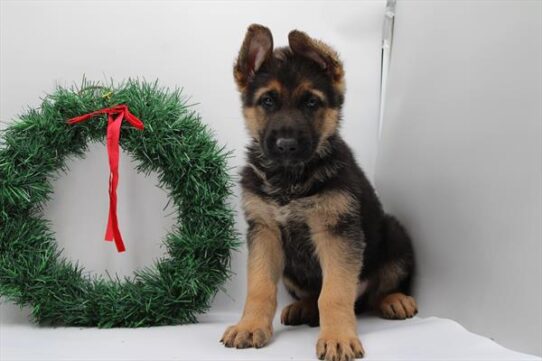 [#252926-02] Black / Red M German Shepherd Dog Puppies for Sale