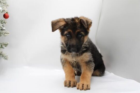 [#252926-08] Black / Red F German Shepherd Dog Puppies for Sale