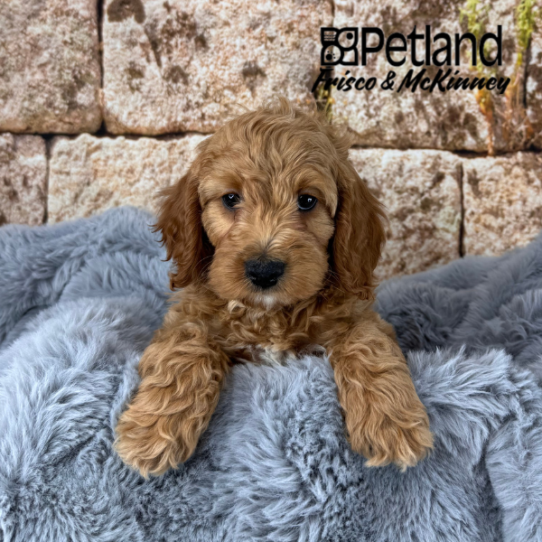 [#25171-05] Red F Goldendoodle Mini 2nd Gen Puppies for Sale