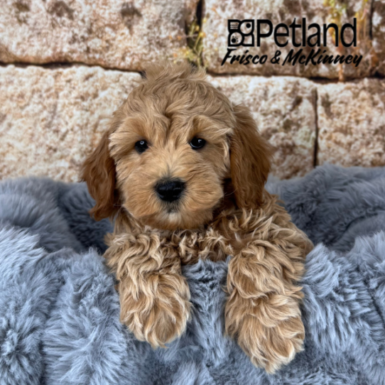 [#25171-07] Red F Goldendoodle Mini 2nd Gen Puppies for Sale