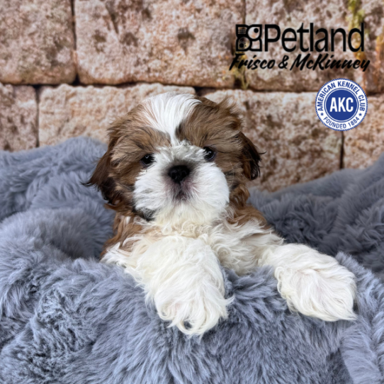 [#25825-01] Brown / White M Shih Tzu Puppies for Sale