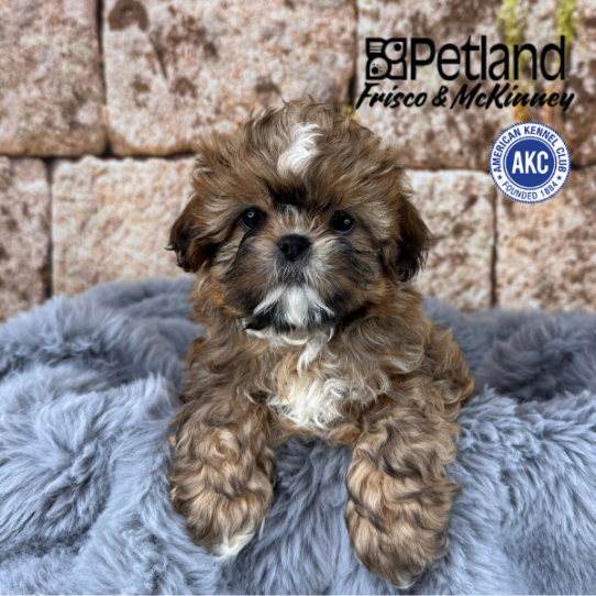[#25825-02] Sable M Shih Tzu Puppies for Sale