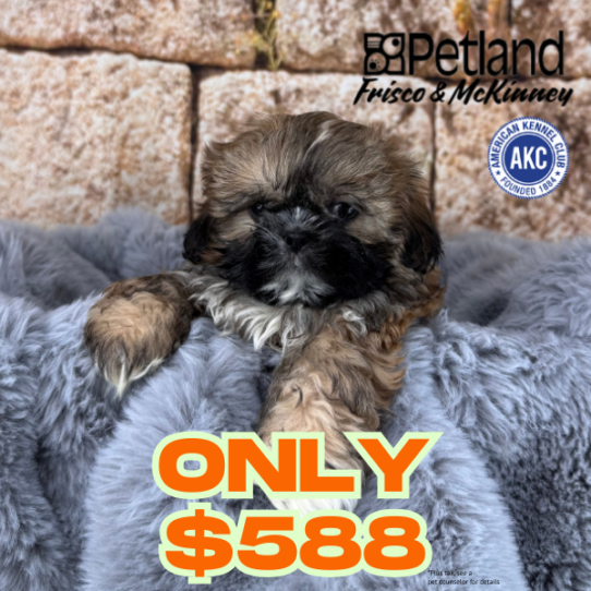 [#25825-04] Sable F Shih Tzu Puppies for Sale