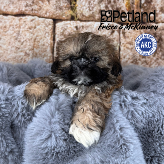 [#25825-04] Sable F Shih Tzu Puppies for Sale