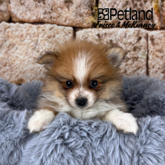 [#25823-01] Sable / White F Pomeranian Puppies for Sale
