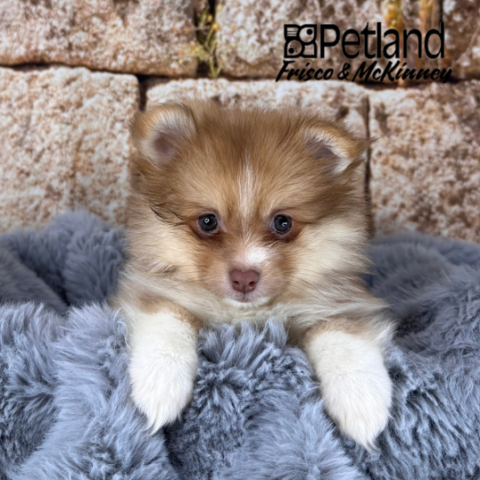 [#25823-03] Orange Sable F Pomeranian Puppies for Sale