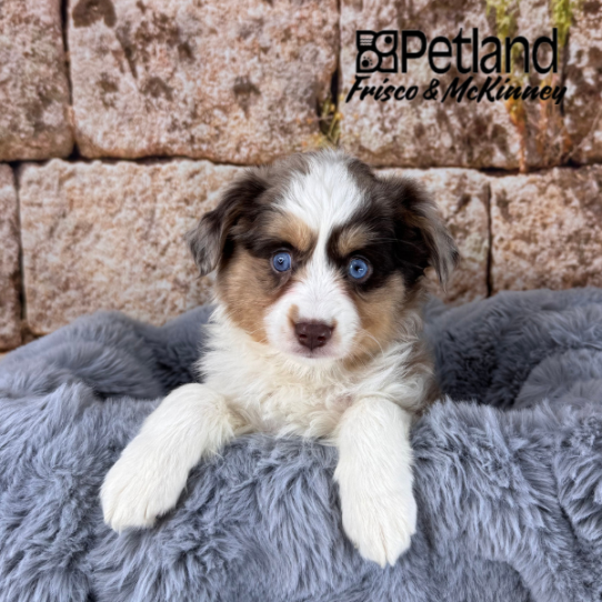[#25818-04] Red Merle / White F Miniature Australian Shepherd Puppies for Sale