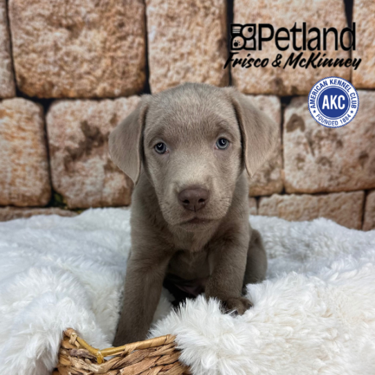 [#2515-09] Silver F Labrador Retriever Puppies for Sale