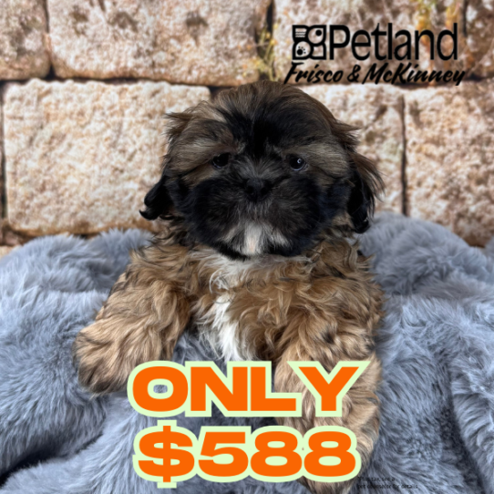 [#25826-01] Sable M Shih Tzu Puppies for Sale