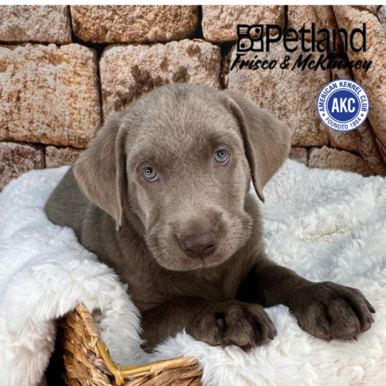 [#2515-08] Silver F Labrador Retriever Puppies for Sale