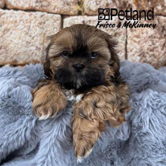 [#25826-02] Sable M Shih Tzu Puppies for Sale