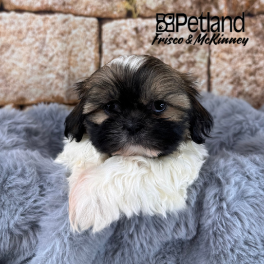 [#25826-03] Sable / White F Shih Tzu Puppies for Sale