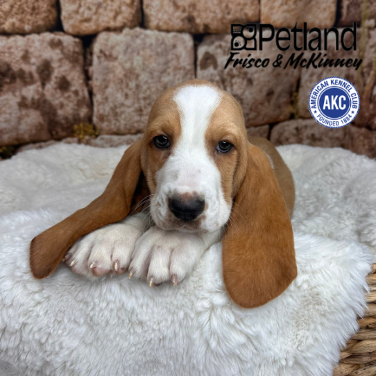 [#M14231] Red and White M Basset Hound Puppies for Sale