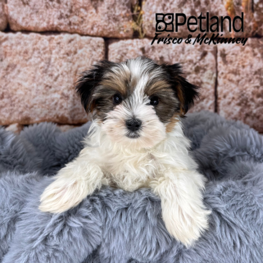 [#25160-01] Black / White M Yorkshire Terrier Puppies for Sale