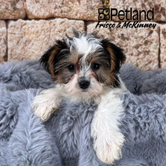 [#25160-03] Black / White F Yorkshire Terrier Puppies for Sale
