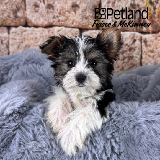 [#25160-04] Black / White F Yorkshire Terrier Puppies for Sale