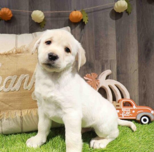 [#253034-02] Yellow M Labrador Retriever Puppies for Sale