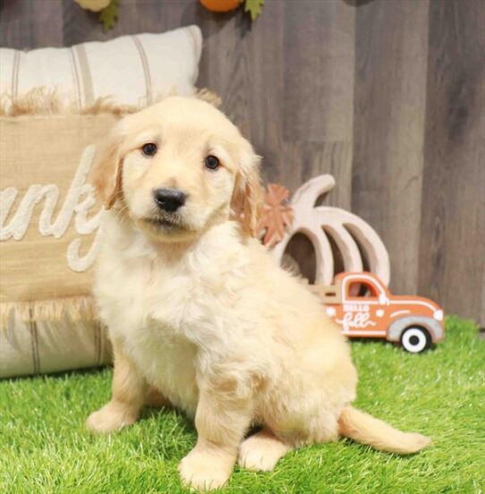 [#253049-08] Golden F Golden Retriever Puppies for Sale
