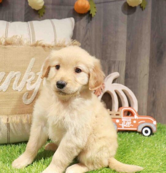 [#253049-09] Golden F Golden Retriever Puppies for Sale