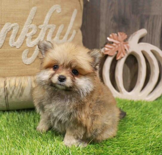 [#253082-02] Sable F Pomeranian Puppies for Sale