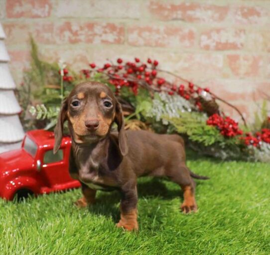 [#253113-05] Chocolate / Tan F Dachshund Puppies for Sale