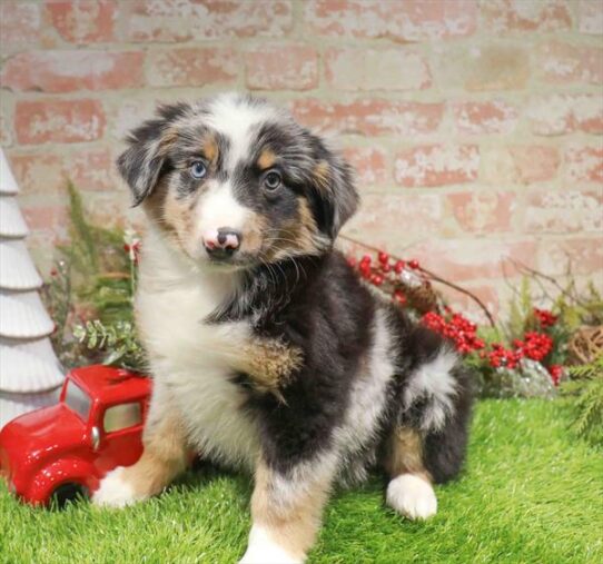 [#253115-01] Blue Merle M Australian Shepherd Puppies for Sale