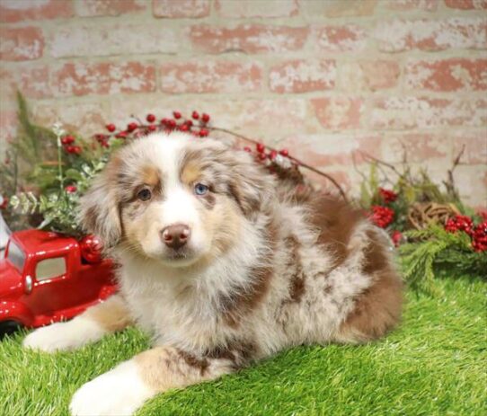 [#253115-04] Red Merle F Australian Shepherd Puppies for Sale