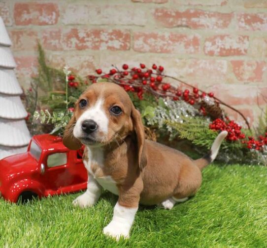 [#253117-01] Black White / Tan M Beagle Puppies for Sale