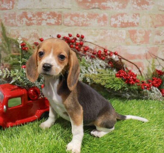 [#253117-03] Black Tan / White F Beagle Puppies for Sale