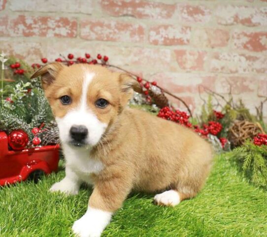 [#253147-01] Red / White M Pembroke Welsh Corgi Puppies for Sale