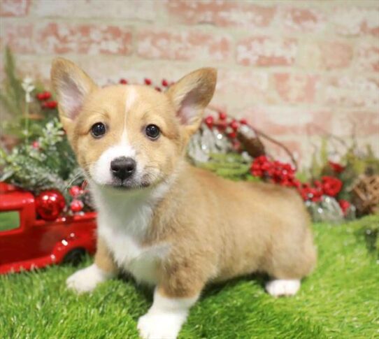 [#253147-03] Red / White F Pembroke Welsh Corgi Puppies for Sale