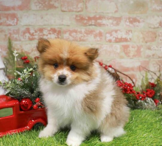 [#253151-02] Sable / White M Pomeranian Puppies for Sale