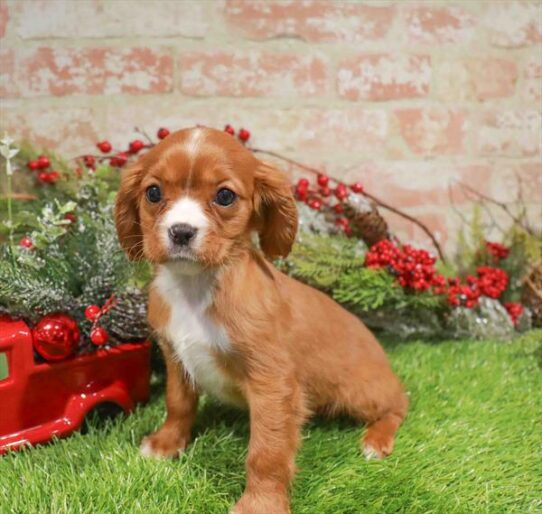 [#253158-04] Ruby F Cavalier King Charles Spaniel Puppies for Sale