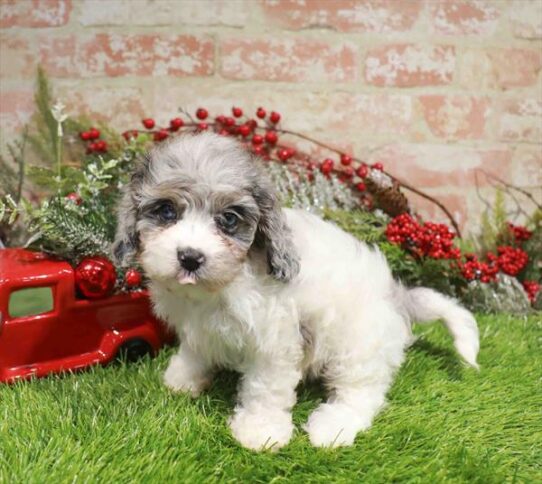[#253165-04] Blue Merle F Cavapoo Puppies for Sale