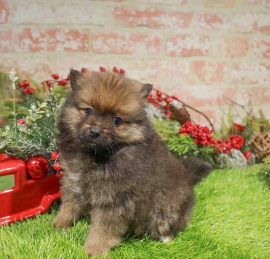 [#253174-02] Wolf Sable F Pomeranian Puppies for Sale