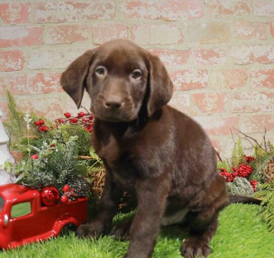 [#253177-07] Chocolate M Labrador Retriever Puppies for Sale