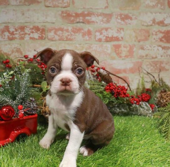 [#253179-04] Seal / White M Boston Terrier Puppies for Sale