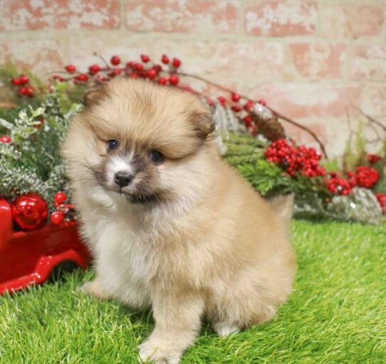 [#253185-01] Sable M Pomeranian Puppies for Sale