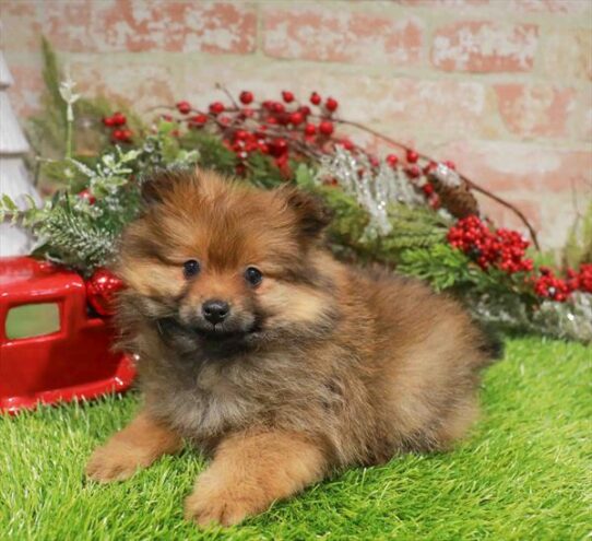 [#253185-03] Red Sable F Pomeranian Puppies for Sale