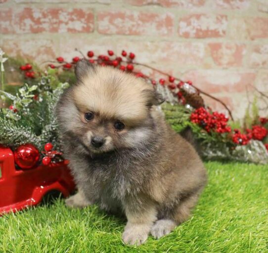 [#253186-04] Wolf Sable F Pomeranian Puppies for Sale