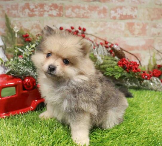 [#253186-05] Wolf Sable F Pomeranian Puppies for Sale