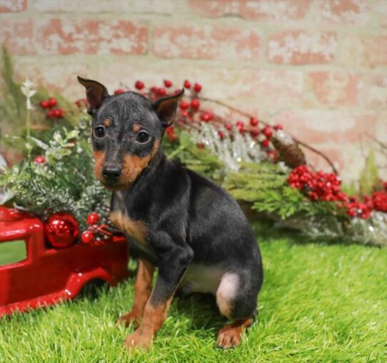 [#253188-01] Black / Tan M Miniature Pinscher Puppies for Sale