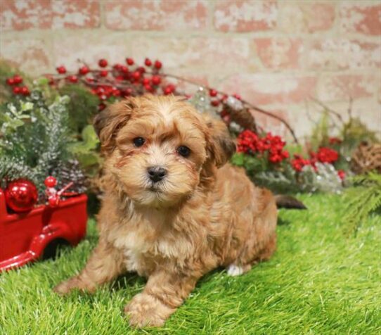[#253313-01] Gold M Morkie Puppies for Sale